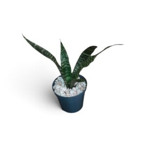 Dracaena trifasciata / Snake plant
