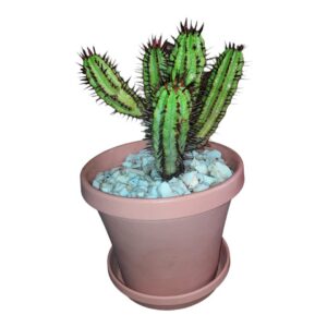 Euphorbia enopla / Milk barrel/ pincushion euphorbia 15cm pot plant